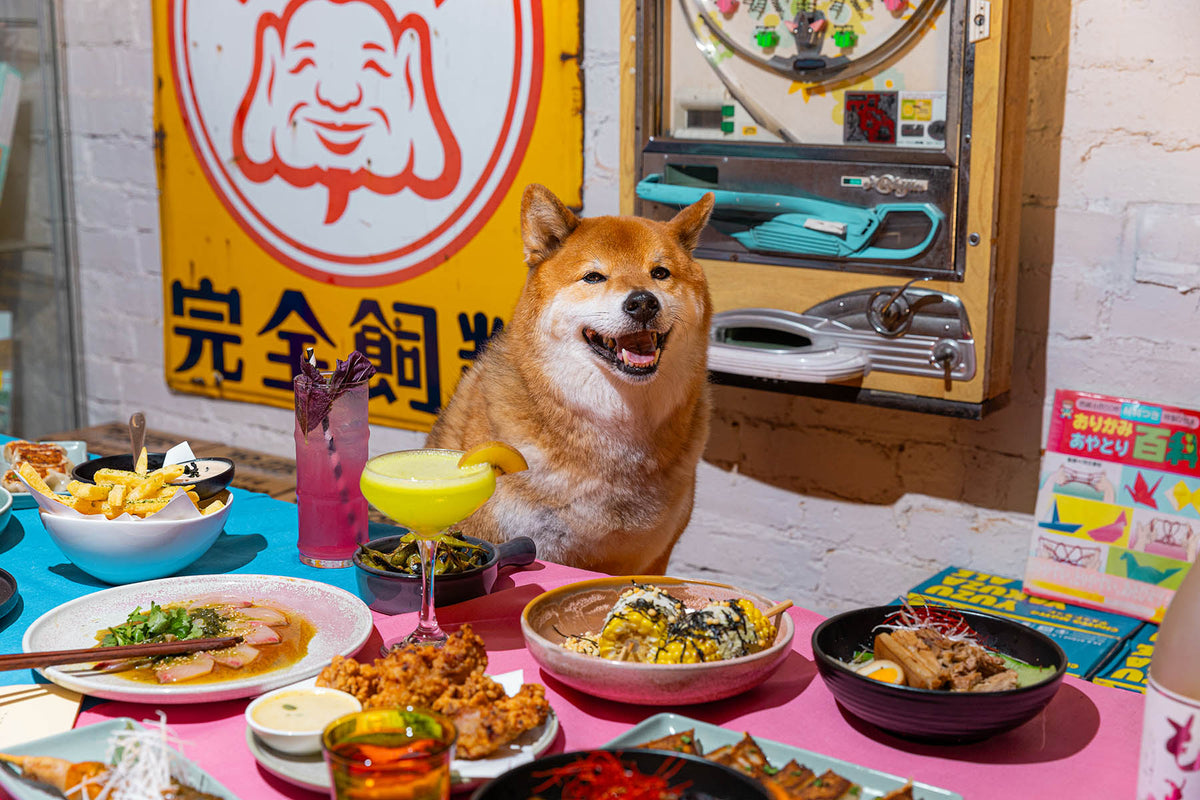 A dog dining with its owner at Chotto Motto, a dog friendly restaurant in Collingwood, Melbourne